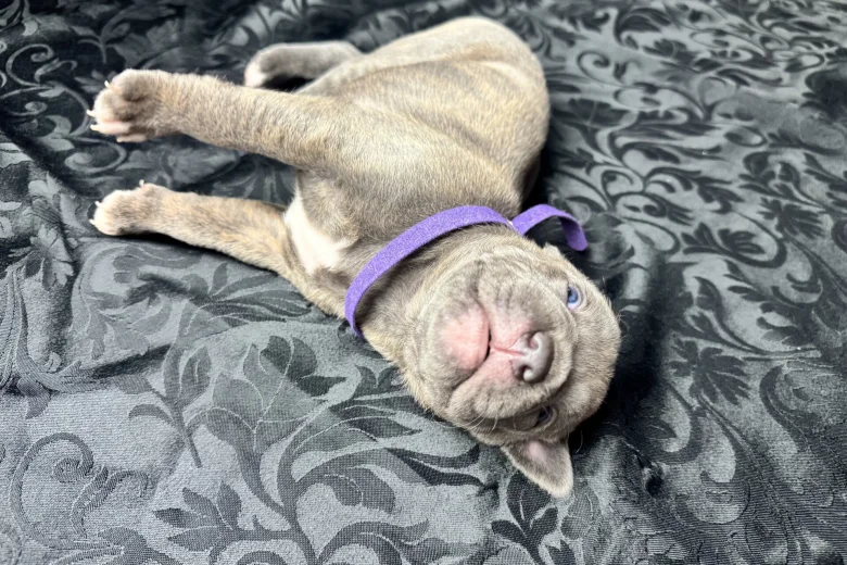 American Bulldog