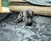 American Bulldog