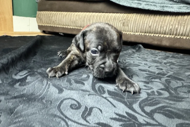 American Bulldog