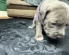American Bulldog
