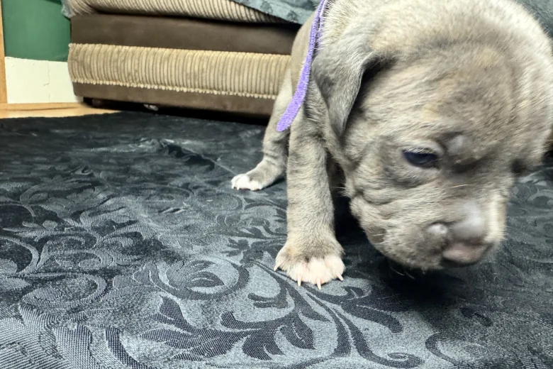 American Bulldog