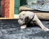 American Bulldog
