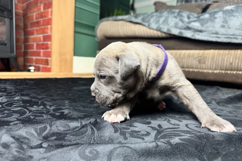 American Bulldog
