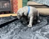 American Bulldog