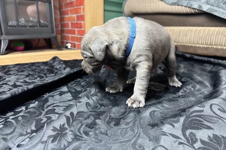 American Bulldog