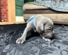 American Bulldog
