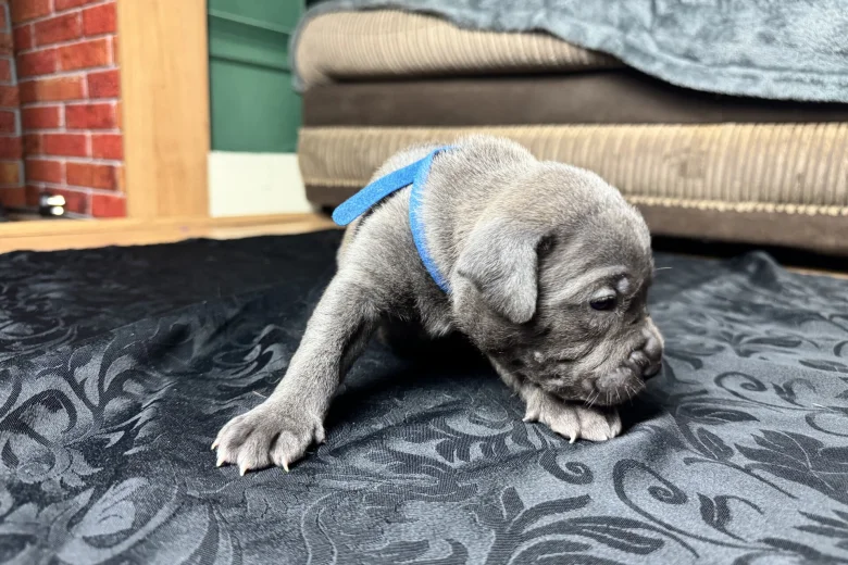 American Bulldog