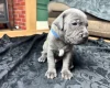 American Bulldog