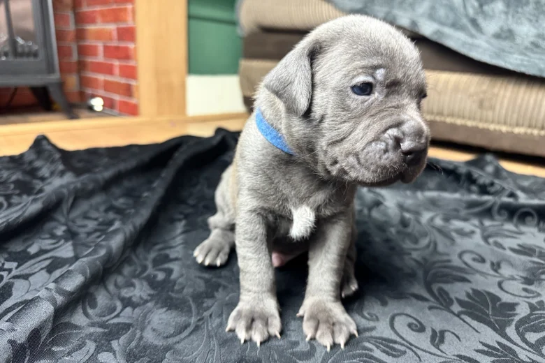 American Bulldog
