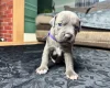 American Bulldog