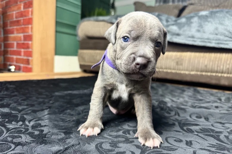 American Bulldog