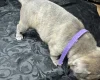 American Bulldog