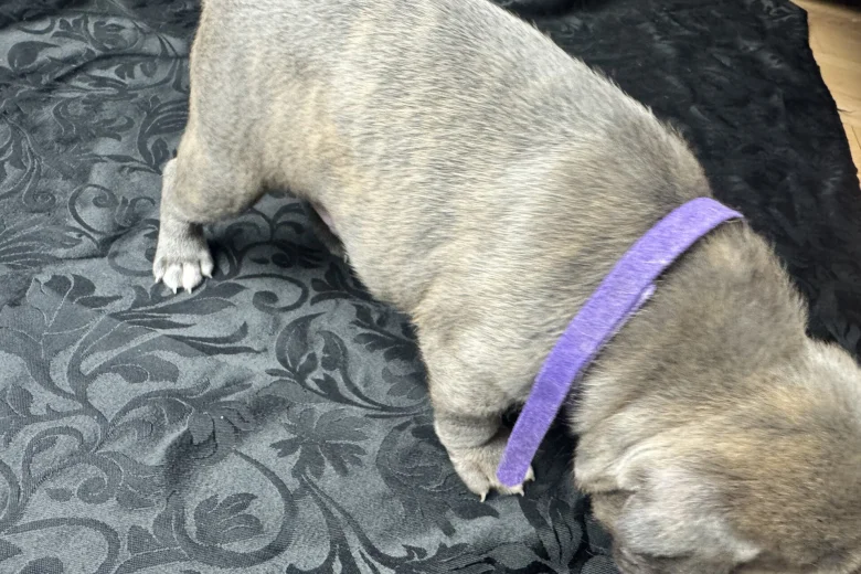 American Bulldog