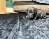 American Bulldog