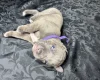 American Bulldog