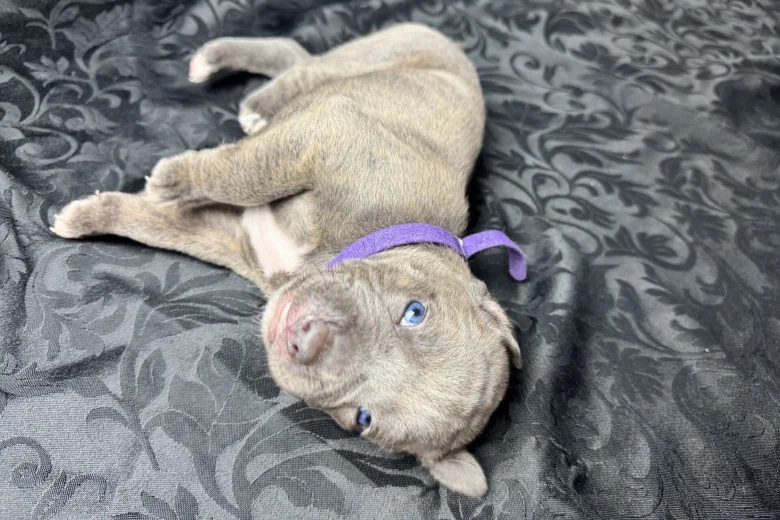 American Bulldog