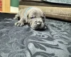 American Bulldog