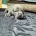 American Bulldog