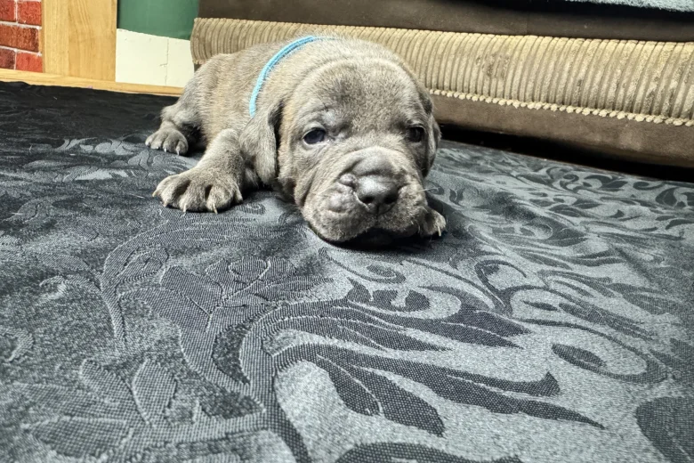 American Bulldog