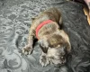 American Bulldog