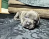 American Bulldog