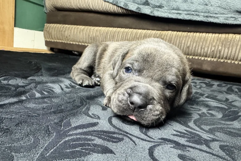 American Bulldog