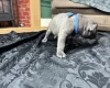 American Bulldog