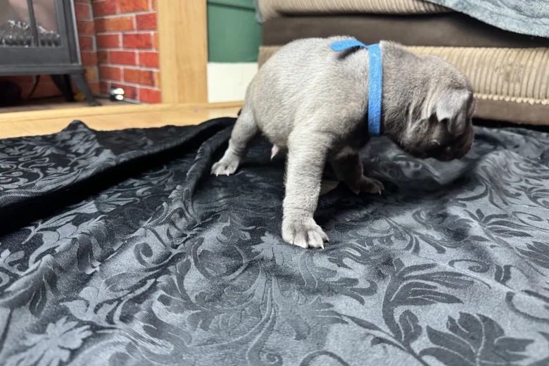 American Bulldog