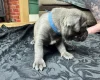 American Bulldog