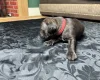 American Bulldog
