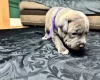 American Bulldog