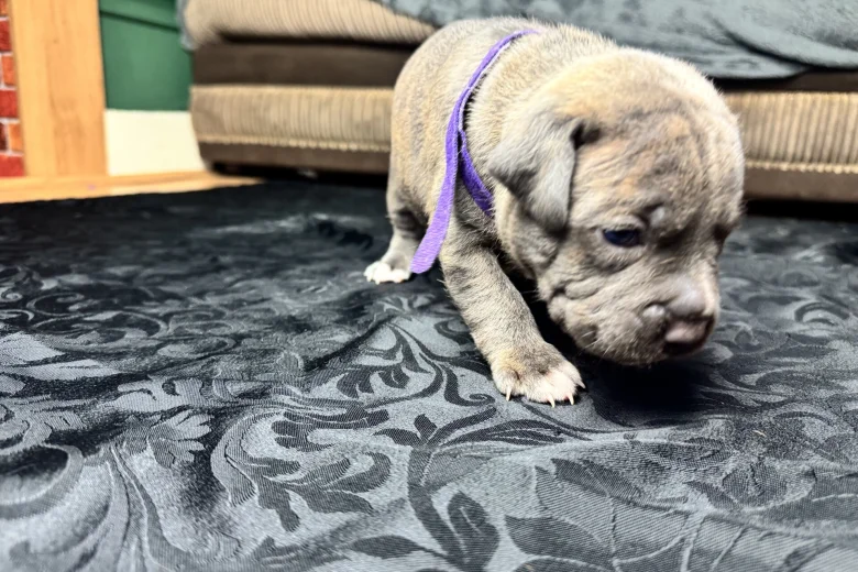 American Bulldog