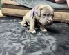 American Bulldog