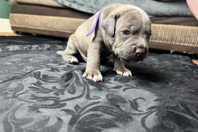 American Bulldog