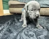 American Bulldog