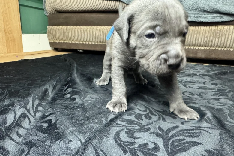 American Bulldog
