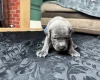 American Bulldog