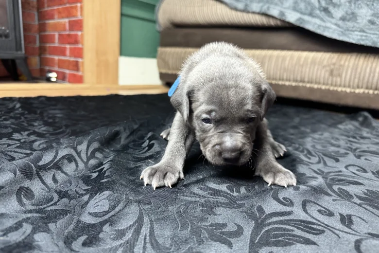 American Bulldog