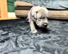 American Bulldog