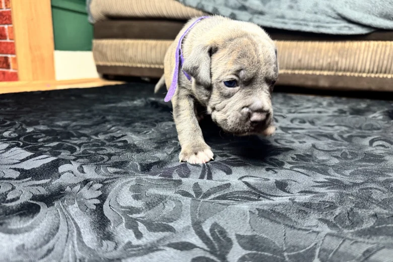 American Bulldog
