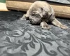 American Bulldog
