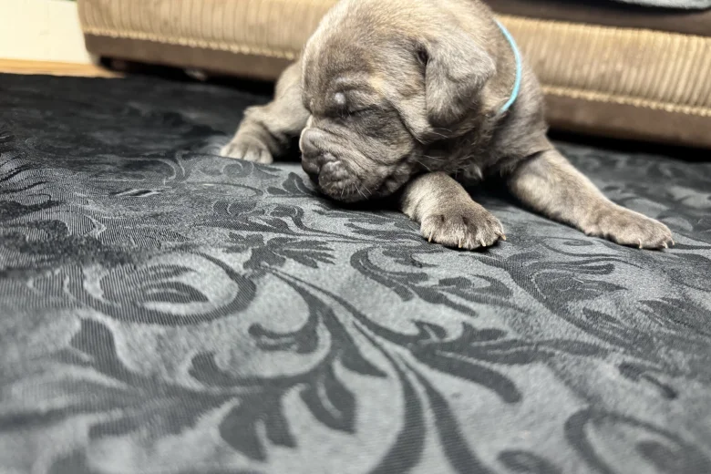 American Bulldog