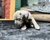 American Bulldog