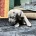 Staffordshire Bull Terrier