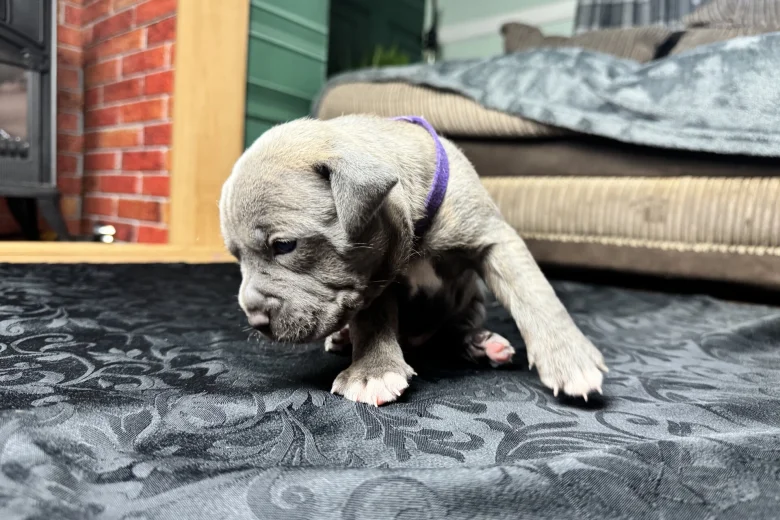 American Bulldog