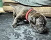 American Bulldog