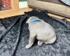 American Bulldog