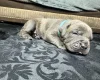 American Bulldog
