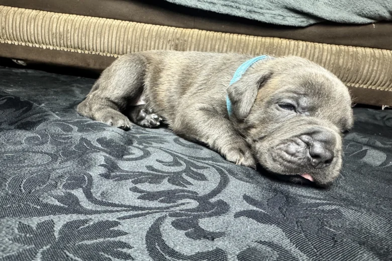 American Bulldog