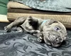 American Bulldog